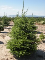 Subalpine Fir